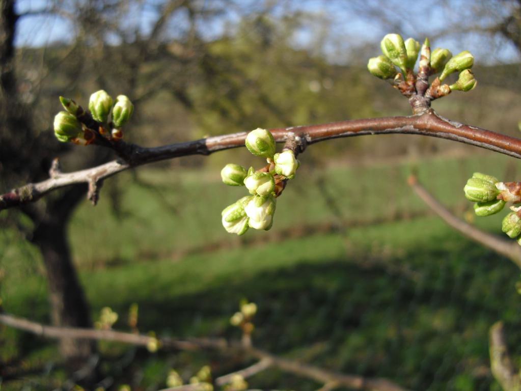 Apfelblüte im April